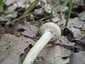 Tavaszi rétgomba (Agrocybe praecox), Pilis